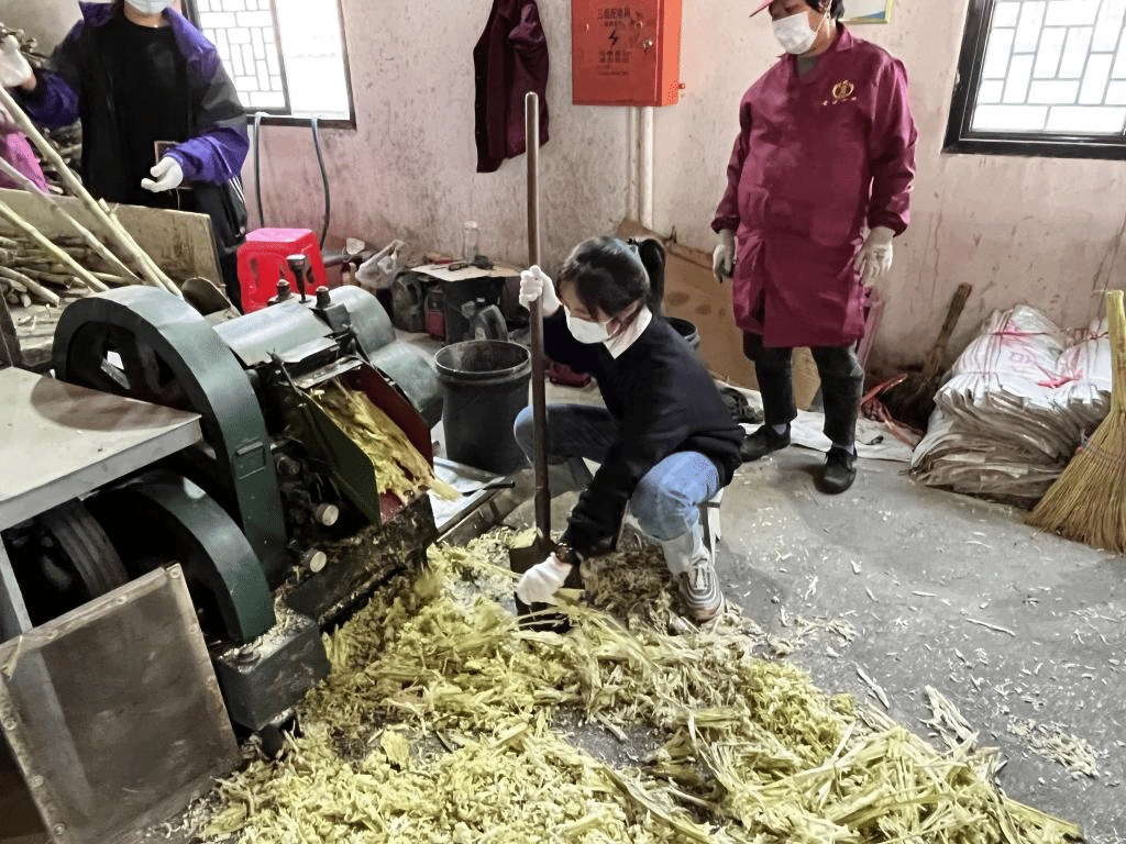 公益助農新體驗，鄉(xiāng)村振興正當時 惲代英菁英學校赴新洲紅糖小鎮(zhèn)開展勞動實踐教育